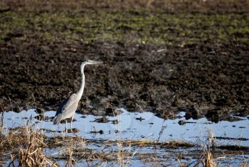 Blue Heron Saskatchewan prairie swamp Canada scenic