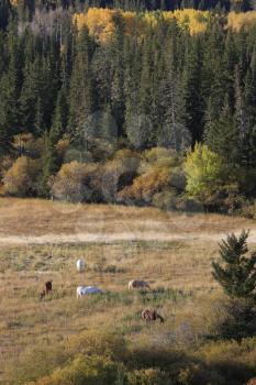Autumn Colors Cypress Hills Canada interprovincial Park horses