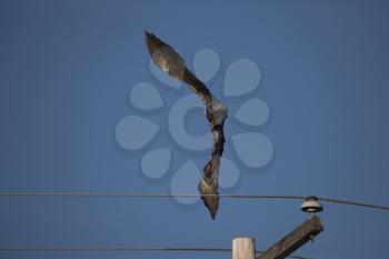 Bald Eagle in Flight in Saskatchewan Canada