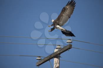 Bald Eagle in Flight in Saskatchewan Canada