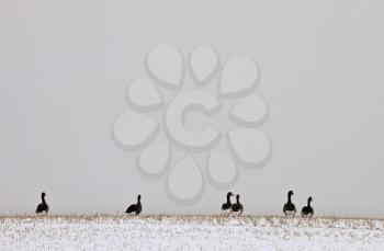 Geese on a Hill in Saskatchewan Canada