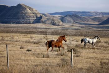 Badlands Canada Saskatchewan Big Muddy horses in pasture