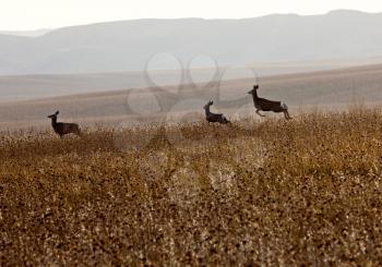 Deer in Field in Saskatchewan Canada Scenic