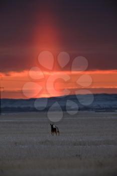 Light Pillar Saskatchewan prairie sunset Canada scenic