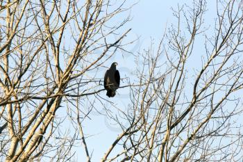 Bald Eagle in Tree in Saskatchewan Canada