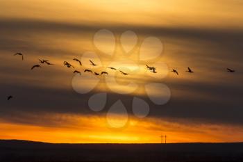 Geese in Flight Sunset in Saskatchewan Canada