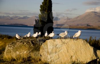 Lake Tekapo New Zealand seagulls on a rock
