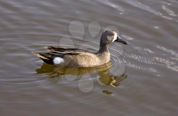 Blue Winged Teal Duck in a prairie pond