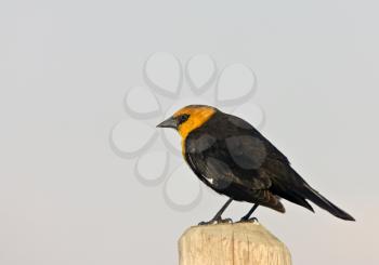 Yellow Headed Blackbird on post in Saskatchewan Canada
