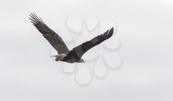 Bald Eagle in Flight Cypress Hills Saskatchewan Canada