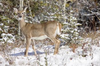 Deer in Winter Canada Wild Scenic Photo