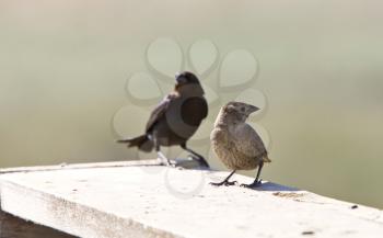 Cowbird male and female in Saskatchewan Canada