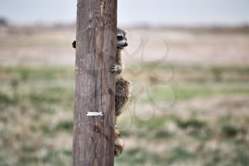 Racoon Hiding Telephone Pole in Saskatchewan Canada