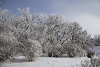 Hoar Frost Prairie in Saskatchewan Canada winter Cold