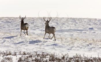 Deer Buck in Winter in field Saskatchewan canada