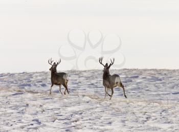 Deer Buck in Winter in field Saskatchewan canada