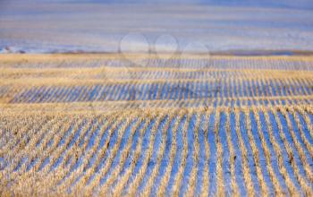 Prairie Landscape in Winter Saskatchewan Canada rural