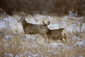 Prairie Deer in Winter in Saskatchewan Canada 