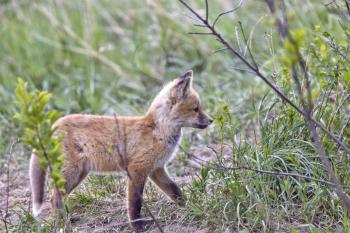 Fox Kits Near Den in Prairie Saskatchewan Canada