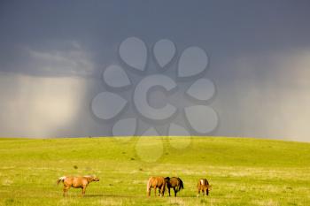 Horse and Colt Canada storm in the background