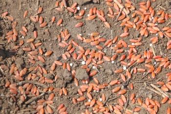 Seeding in Saskatchewan drought conditions Agriculture Durum Wheat