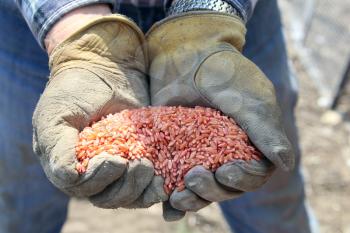 Seeding in Saskatchewan drought conditions Agriculture Canada