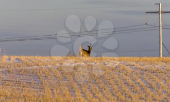 Prairie Deer at Sunset field Saskatchewan Canada