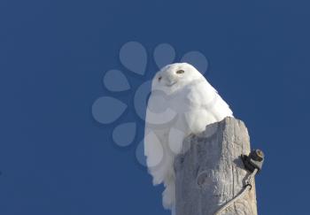 Snowy Owl on Pole blue Sky Saskatchewan Canada