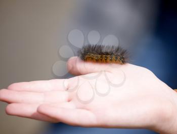 Woolly Bear Caterpillar on a hand Canada