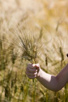Wheat Saskatchewan Canadaclose up harvest time