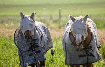 Head Covered Horses in Saskatchewan Canada summer