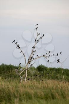 Blackbirds in a tree gather in Saskatchewan Canada