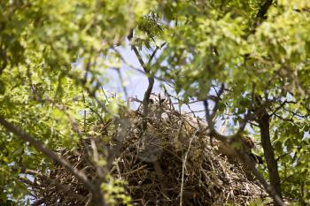 Swainson Hawk Saskatchewan in a nest Canada