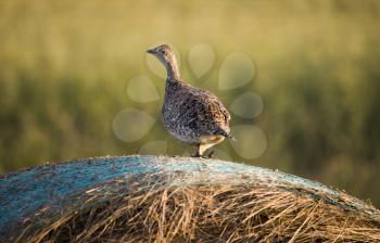 Sharp Tailed Grouse on a hay Bail Canada