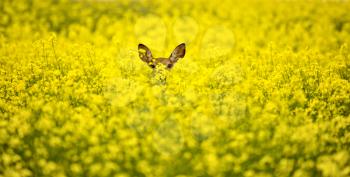 Deer in Canola Field yellow Saskatchewan Canada