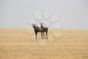 Prairie Moose Saskatchewan hot summer day open scene