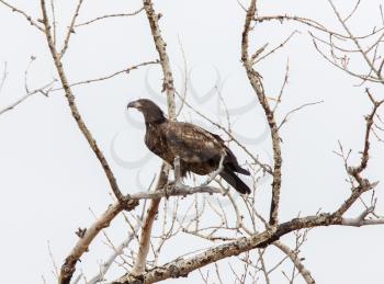 Golden Eagle Canada Prairie migration inTree