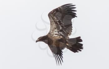 Golden Eagle Canada Prairie migration in flight