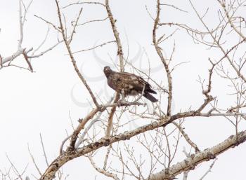 Golden Eagle Canada Prairie migration inTree
