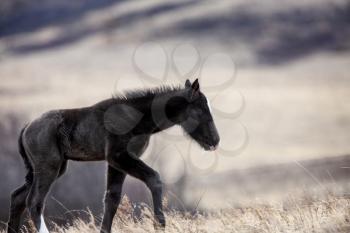 Prairie Horses Saskatchewan in field spring colt 