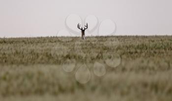 Prairie Mule Deer Wheat Field Dusk Jumping