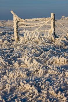 Winter Frost Saskatchewan Canada ice storm fence