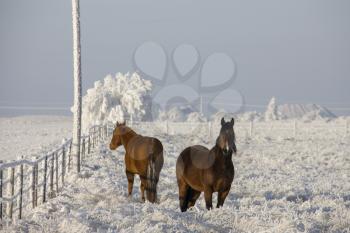Winter Frost Saskatchewan Canada ice storm horse