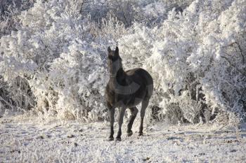 Winter Frost Saskatchewan Canada ice storm horse