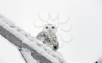 Winter Frost Saskatchewan Canada ice storm Snowy Owl