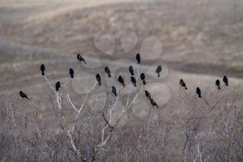 Blackbirds in Tree Springtime Saskatchewan Canada Multiple