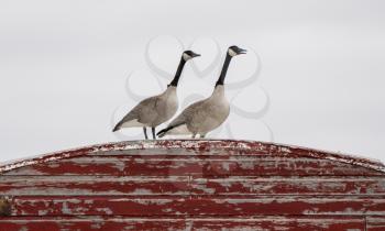 Canada Goose on Barn Migration Saskatchewan Canada