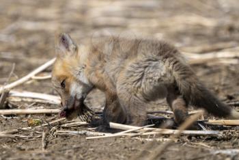 Young Fox Kit with Squirrell in mouth Canada