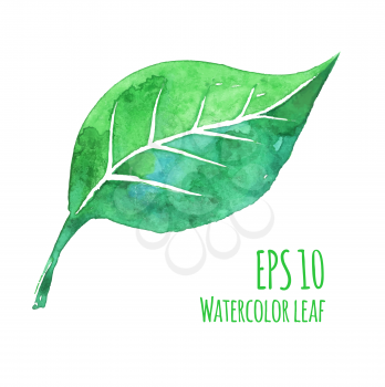 Watercolor leaf. Isolated. Vector illustration.