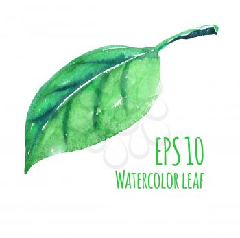 Watercolor leaf. Isolated. Vector illustration.